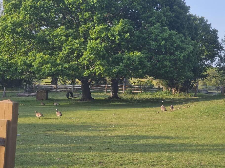 Country Retreat Near Sea And South Downs, On National Cycle Network Apartman Polegate Kültér fotó